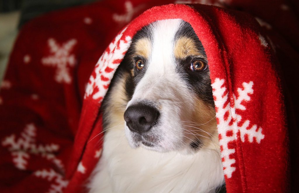 dog 3029701 1280