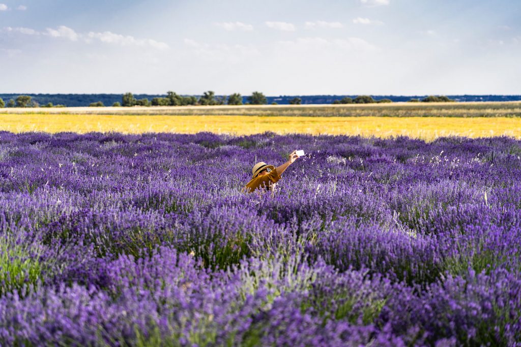 Savjeti Kako Snimiti Odlične Fotografije 4 photo of bed of lavender flowers 1272574