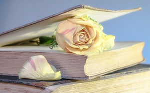 rose 2101475 640 300x185 1