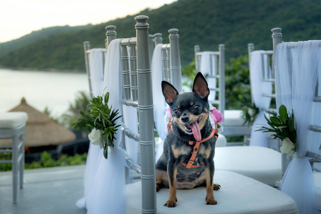 Savjeti za nezaboravno pet-friendly vjenčanje: Kako uključiti ljubimce u vaš poseban dan 2 kako ukljuciti psa u vjencanje pet friendly vjencanja vjencanja sa psom 1