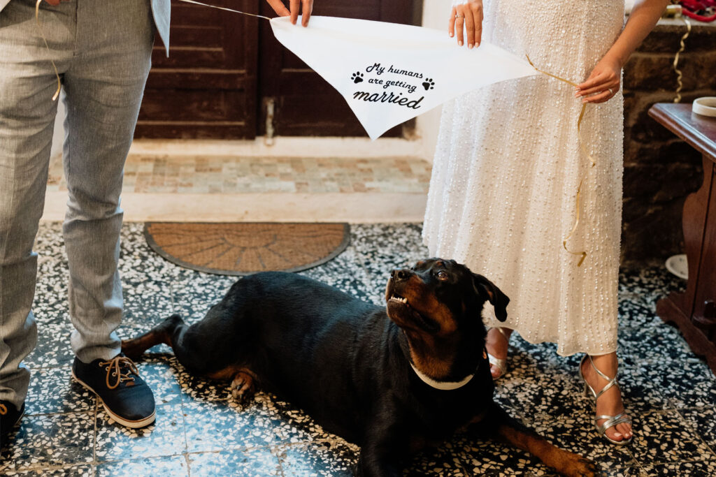 Savjeti za nezaboravno pet-friendly vjenčanje: Kako uključiti ljubimce u vaš poseban dan 4 kako ukljuciti psa u vjencanje pet friendly vjencanja vjencanja sa psom 3